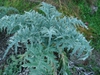 Artichoke plant