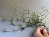hand holding rhizomatous shoots of fine-textured grass