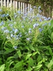 Cynoglossum amabile