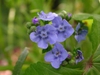 Cynoglossum amabile