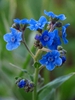 Cynoglossum amabile