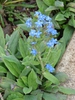Cynoglossum amabile
