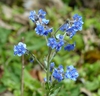 Cynoglossum amabile