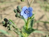 Cynoglossum amabile