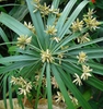 Cyperus alternifolius