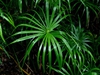 Cyperus alternifolius