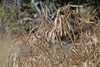 long, thin, leaf-like bracts forming a whorl on triangular stems