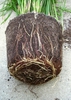 Cyperus alternifolius