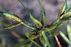 Cyperus spp.