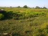Naturalizing in TX