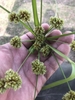 Inflorescence of nutlets in June