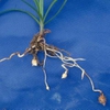 Cyperus esculentus L.