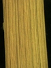 Cyperus esculentus L.