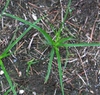 Cyperus esculentus L.