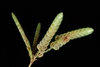 inflorescence (Greensboro, NC)-Late Summer