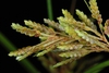 inflorescence (Greensboro, NC)-Late Summer