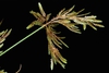 Green stem (Greensboro, NC)-Late Summer