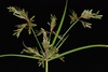 inflorescence (Greensboro, NC)-Late Summer