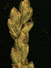 Cyperus spp.