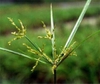 Cyperus spp.