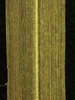 Cyperus spp.