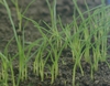Cyperus iria