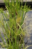 Form