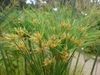 Seed heads