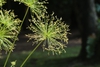 Cyperus prolifer