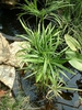 Cyperus prolifer