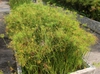Cyperus prolifer