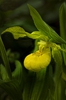 Cyprepedium reginae blossom