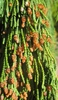 Cypressus nootkatensis 'Pendula'