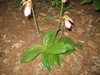 flower, Great Smoky Mts National Park