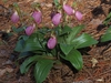 Plant form in bloom