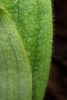 Hairs along the leaf margin (Wake County, NC)-Late Spring