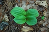 Basal leaves (Wake County, NC)-Late Spring