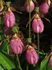 Close up of flower