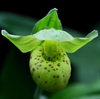 Cypripedium flavum