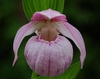 Cypripedium macranthos