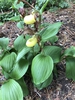Cypripedium parviflorum