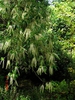 Form in bloom