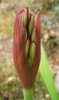 Cyrtanthus elatus