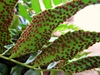 Cyrtomium falcatum