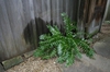 Cyrtomium falcatum