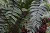 Cyrtomium fortunei