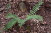 Cyrtomium fortunei