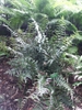 Cyrtomium fortunei