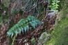 Cyrtomium fortunei