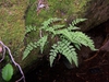 Cystopteris fragilis
